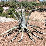 The Agave plant.