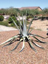 The Agave plant.