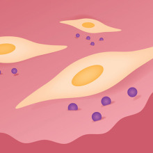 Stem cells migrate to sites of tissue injury within the body and facilitate tissue repair.