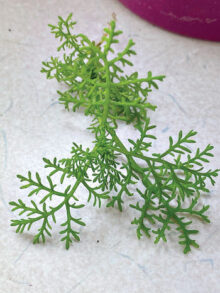Young plant